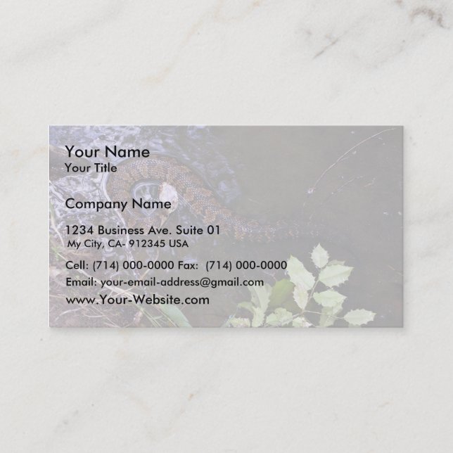 Water moccasin, cottonmouth, Agkistrodon piscivoru Business Card (Front)