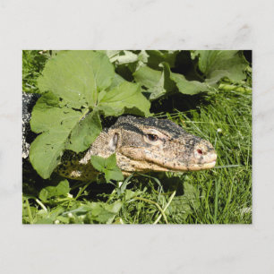 Water monitor lizard postcard