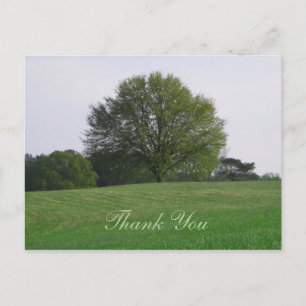 Water Oak Tree Thank You Postcard