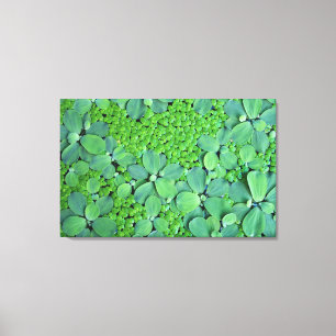 Water plant canvas print