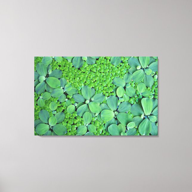 Water plant canvas print (Front)