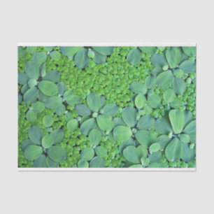 Water plant tissue paper