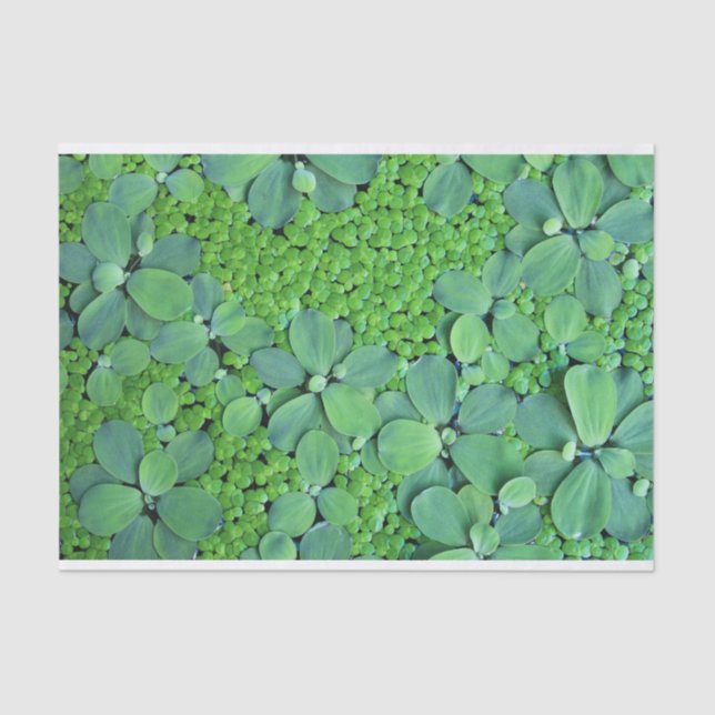Water plant tissue paper (Front)