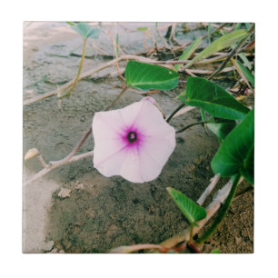 Water Spinach Flower In The Dam Tile