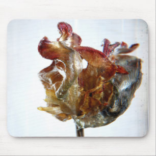 Water Tulip 4 2013 photograph Mouse Pad