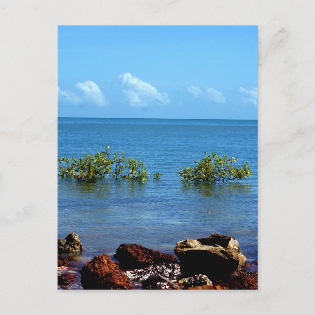 Water View Darwin Postcard (Front)