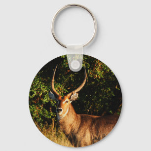 Waterbuck - safari animals keyrings