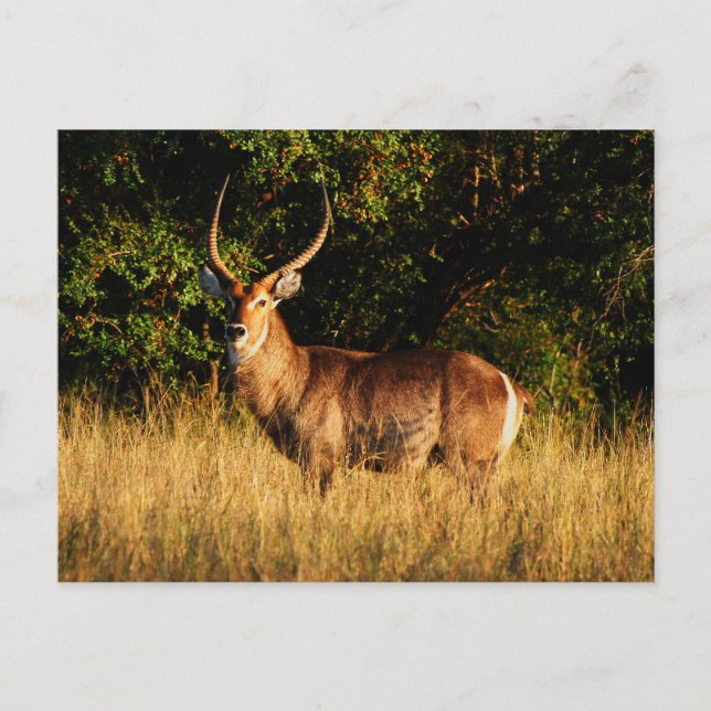 Waterbuck - safari greeting cards (Front)