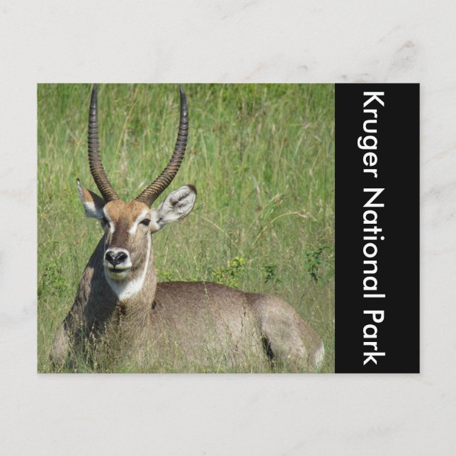 waterbuck sit postcard (Front)