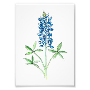 Watercolor and Pen Bluebonnet Photo Print