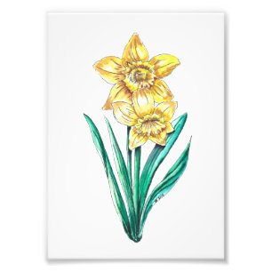 Watercolor and Pen Daffodils Photo Print