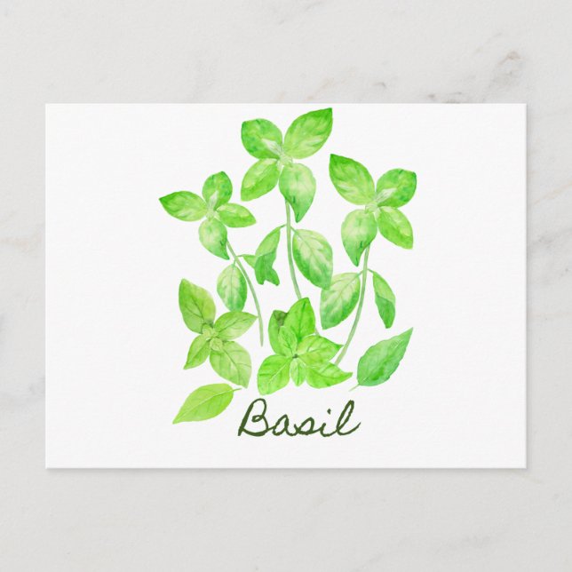 Watercolor basil illustration postcard (Front)