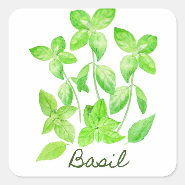 Watercolor basil illustration square sticker (Front)