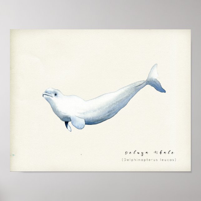 Watercolor Beluga Whale Poster (Front)