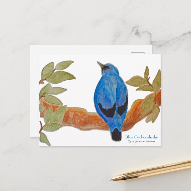 Watercolor Blue Cuckooshrike African Bird Postcard (Front/Back In Situ)