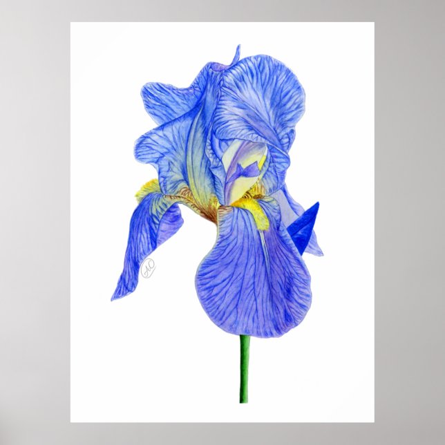 Watercolor Blue Iris Flower Postcard Poster (Front)
