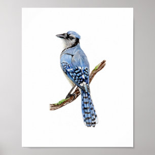 Watercolor Blue Jay Bird Painting Poster