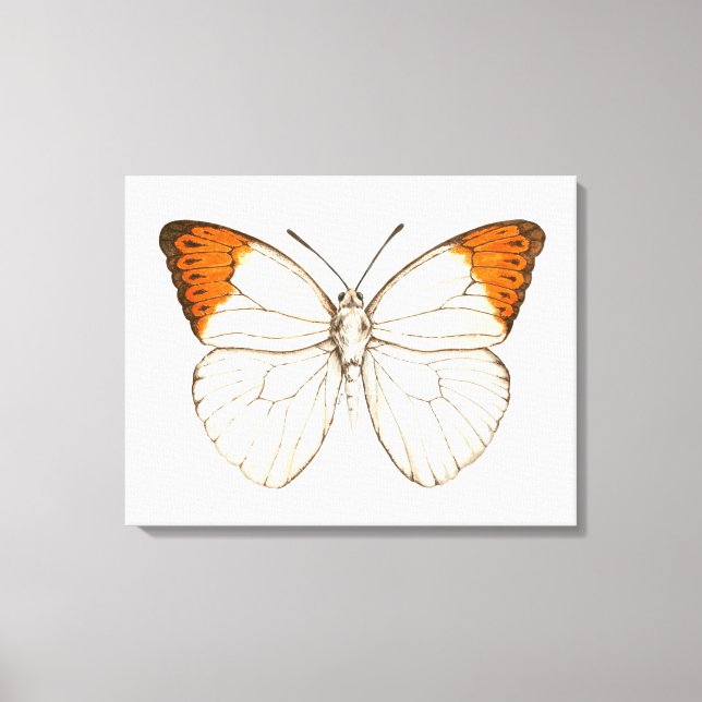 Watercolor butterfly, great orange tip canvas print (Front)