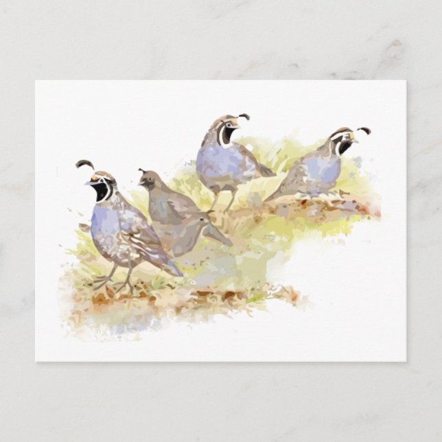 Watercolor California Quail Bird Nature Art Postcard (Front)