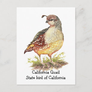 Watercolor California Quail State bird Postcard