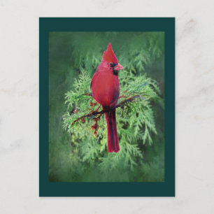 Watercolor Cardinal Bird  Cedar Tree Nature Art Postcard
