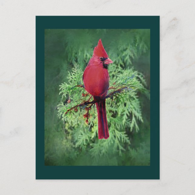 Watercolor Cardinal Bird  Cedar Tree Nature Art Postcard (Front)