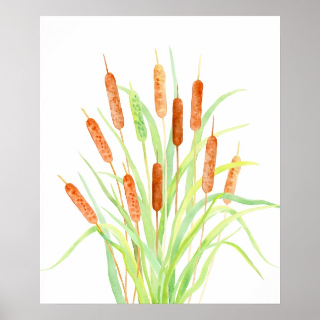 Watercolor Cattail (Typha), bulrush, seed heads Poster (Front)