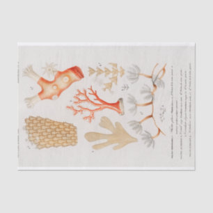 watercolor coastal coral  tissue paper