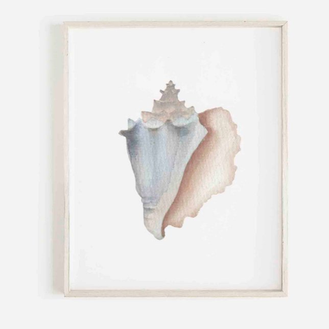 Watercolor conch print (Creator Uploaded)