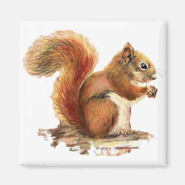Watercolor Cute Red Squirrel Animal Nature Magnet (Front)