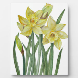 Watercolor Daffodils Flower Portrait Illustration Plaque
