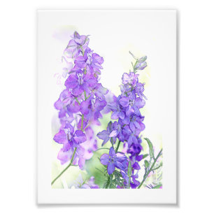 Watercolor Delphiniums Photo Print