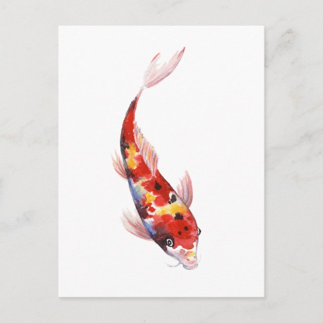 Watercolor  drawing of Koi Carp Postcard (Front)