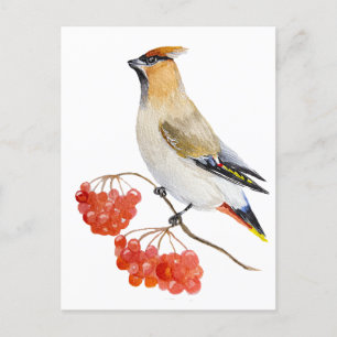Watercolor forest bird waxwing postcard