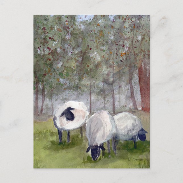 Watercolor Grazing Sheep Postcard (Front)