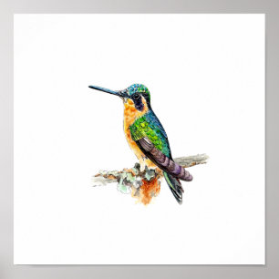 Watercolor Green Humming Bird Painting Poster