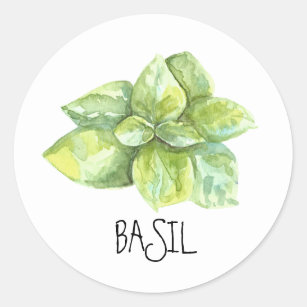 Watercolor Herb Basil Classic Round Sticker