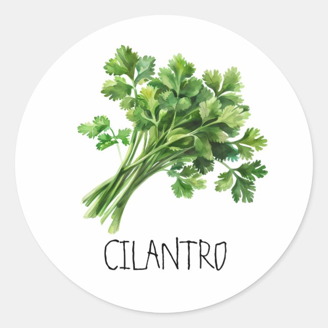 Watercolor Herb Cilantro Classic Round Sticker (Front)