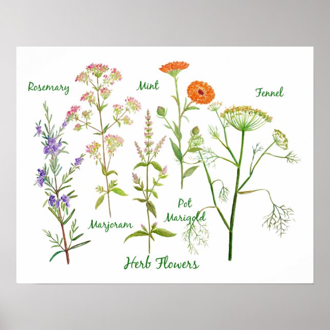 Watercolor Herb Flowers Illustration Poster (Front)