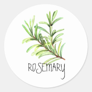 Watercolor Herb Rosemary Classic Round Sticker