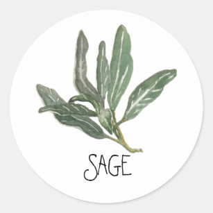 Watercolor Herb Sage Classic Round Sticker