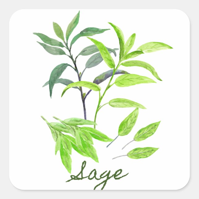Watercolor herb sage illustration square sticker (Front)