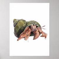 Watercolor Hermit Crab Crustaceancore