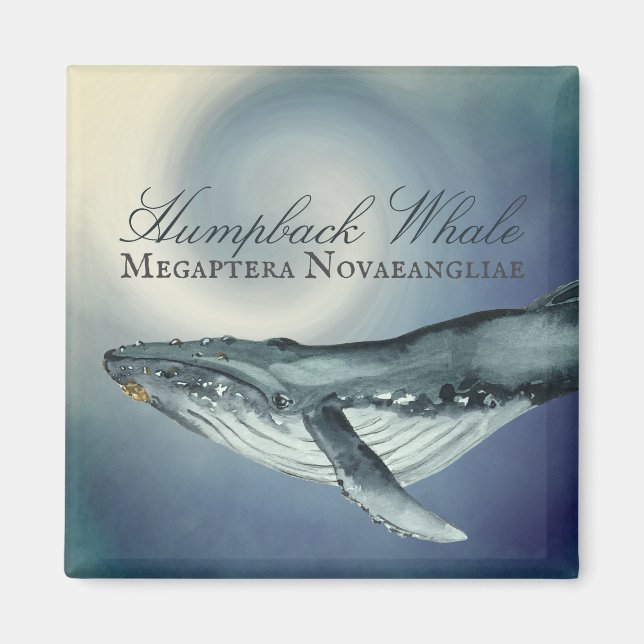 Watercolor Humpback Whale, Megaptera Novaeangliae Magnet (Front)
