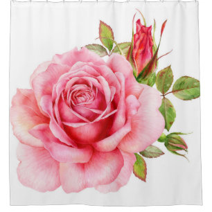 Watercolor illustration of a delicate pink rose wi