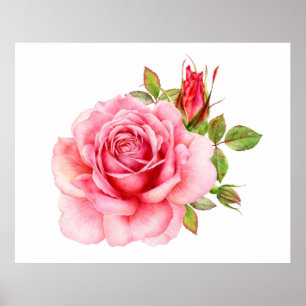 Watercolor illustration of a delicate pink rose wi poster