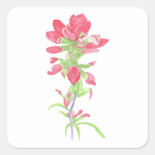 Watercolor Indian Paintbrush Flower Square Sticker