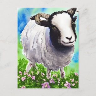 Watercolor Jacob Sheep Postcard
