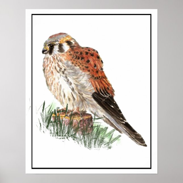 Watercolor Kestrel, Sparrow Hawk, Falcon, Bird Poster (Front)