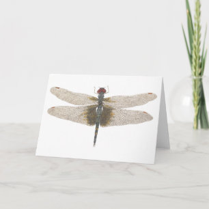 Watercolor of a Male Black Saddlebags Dragonfly Card